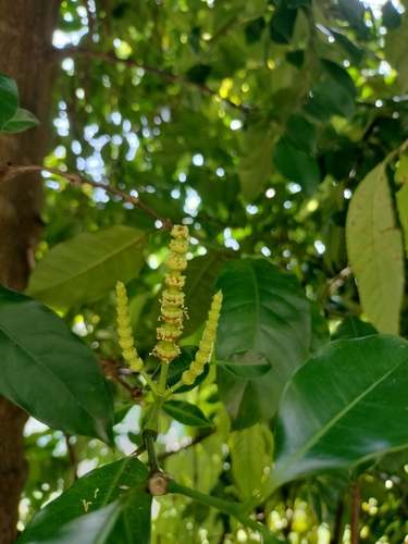 Foto de Pinha