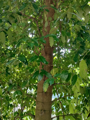 Foto de Pinha