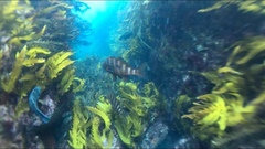 Chirodactylus spectabilis