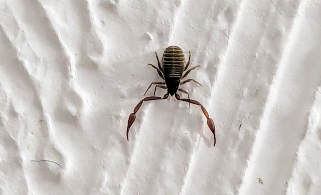 House False-scorpion