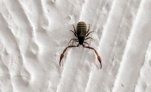House False-scorpion