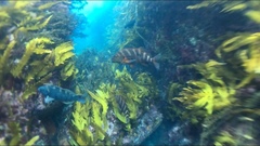 Chirodactylus spectabilis