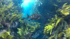 Chirodactylus spectabilis