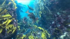 Chirodactylus spectabilis