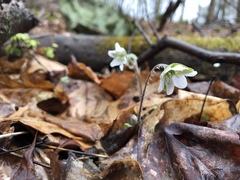 Hepatica acutiloba