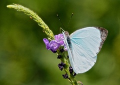 Nepheronia thalassina