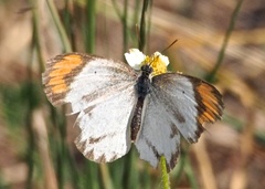 Colotis euippe