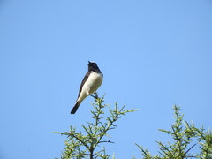 Oenanthe cypriaca