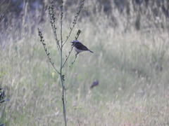 Oenanthe cypriaca