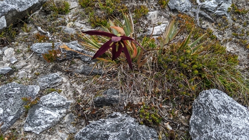 Image of Isophysis tasmanica by (c) Peter Neish, some rights reserved (CC BY)