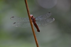 Hadrothemis coacta