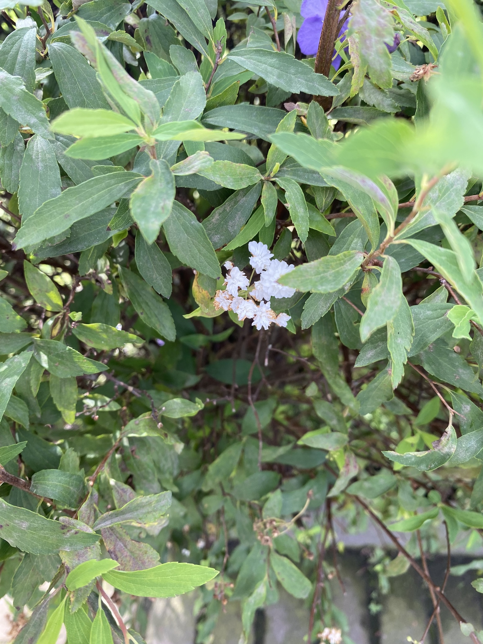 Imagem de Bridal Wreath