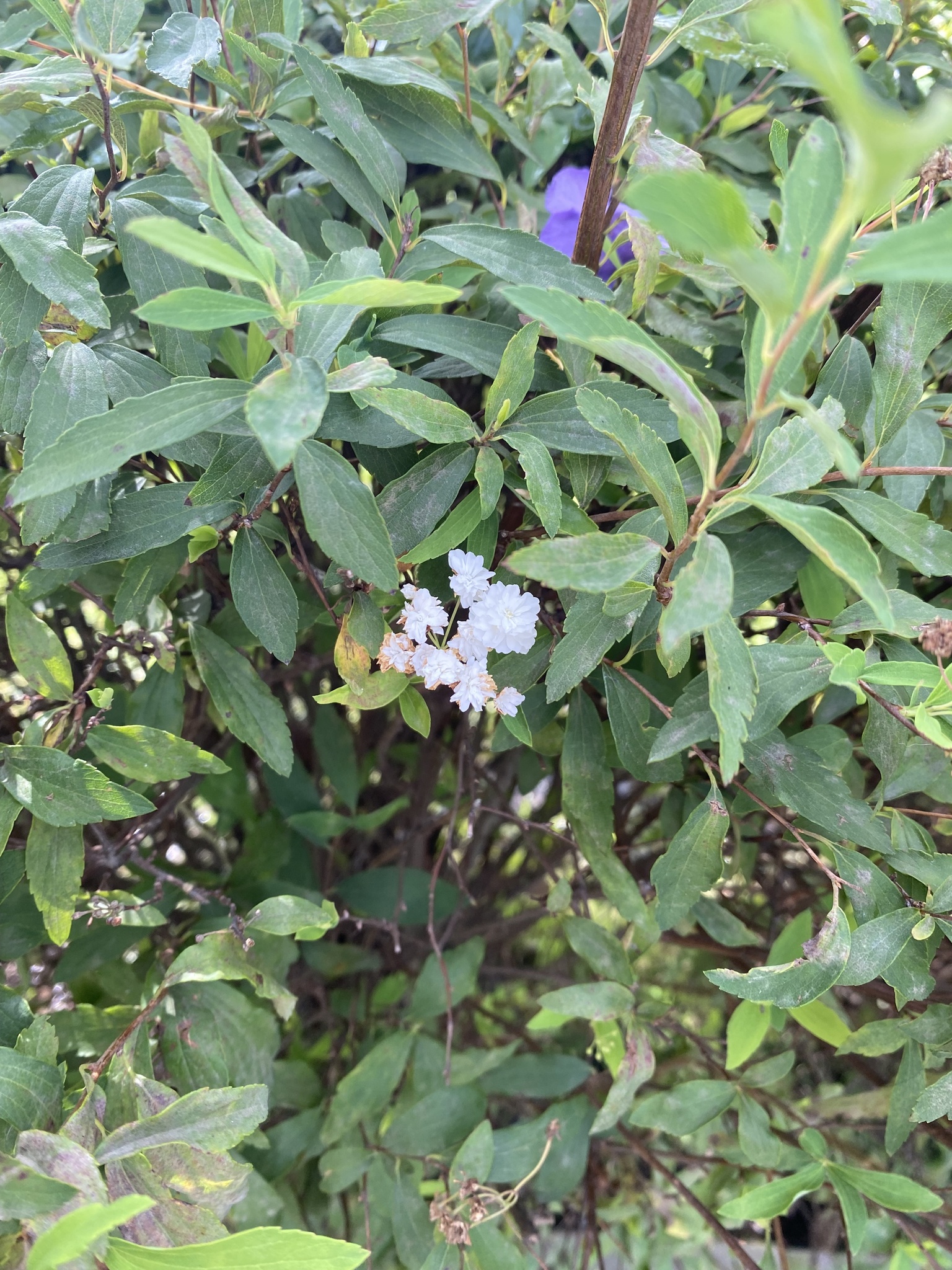 Imagem de Bridal Wreath