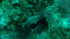 Paratrachichthys trailli