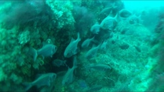 Paratrachichthys trailli