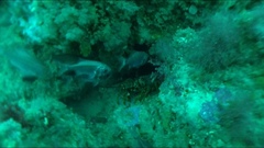 Paratrachichthys trailli