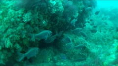 Paratrachichthys trailli