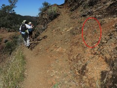 Streptanthus glandulosus glandulosus