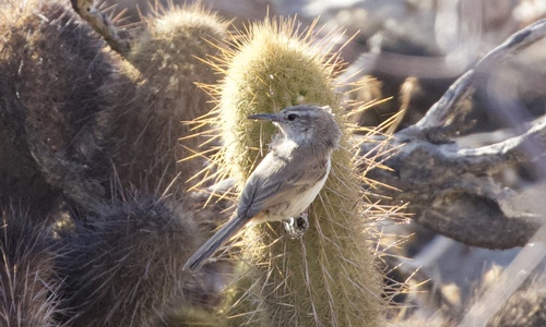 Cactus Canastero (Pseudasthenes cactorum), photo 4