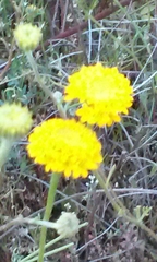 Chaenactis glabriuscula glabriuscula