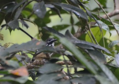 Hylophylax punctulatus