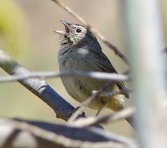Aimophila ruficeps canescens