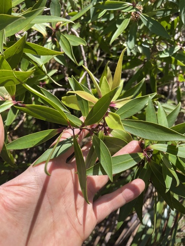Myrsine fosbergii observed 2024-02-19