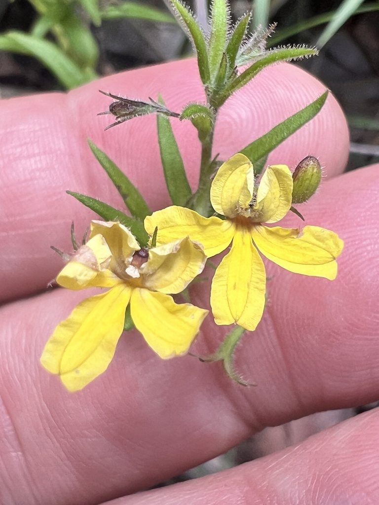 Variable-leaved Goodenia from Garigal National Park, St Ives, NSW, AU ...