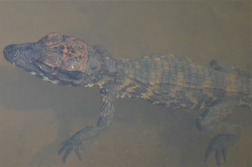 Dwarf Crocodile