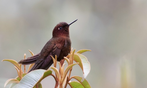 Coppery Metaltail (Metallura theresiae), photo 4