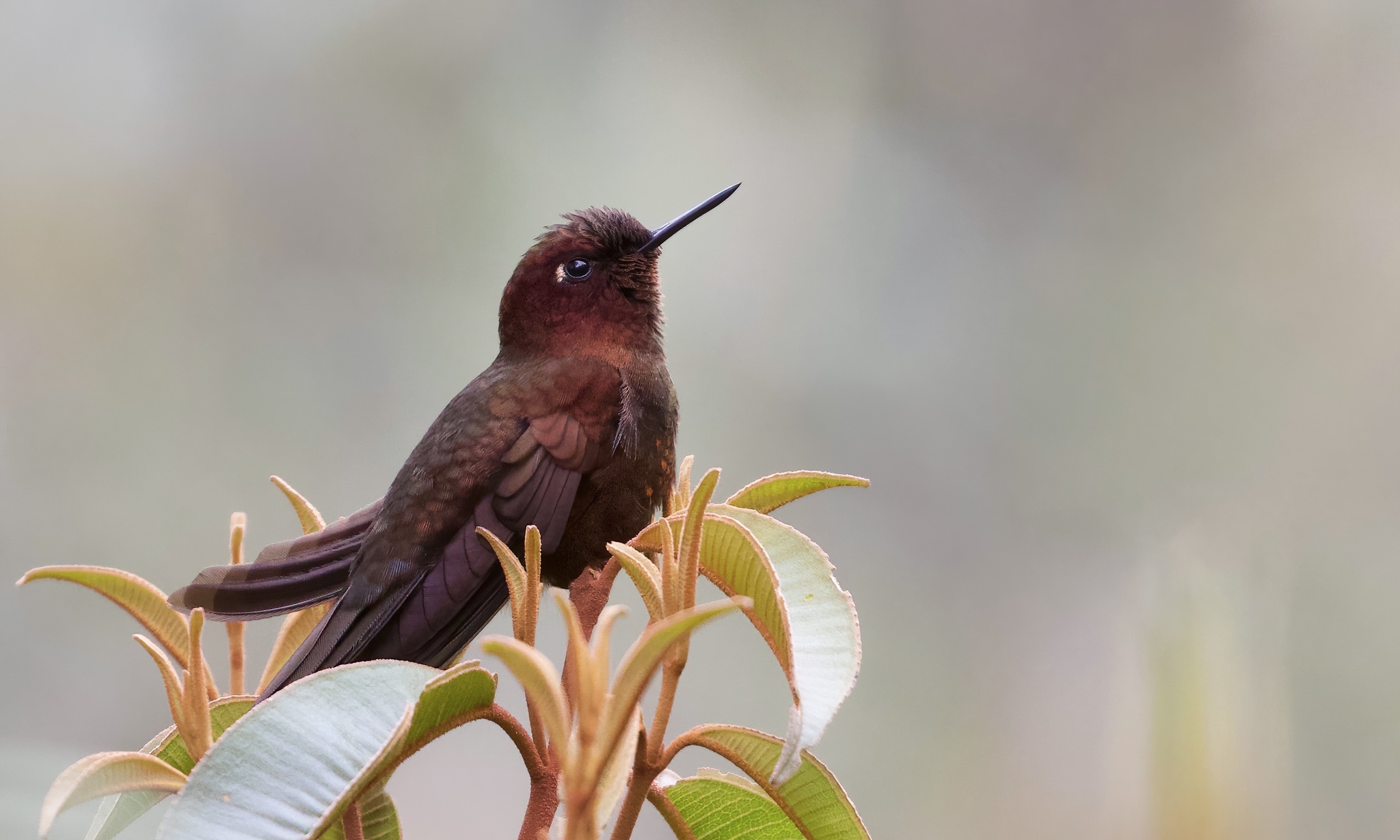 Coppery Metaltail (Metallura theresiae), photo 4