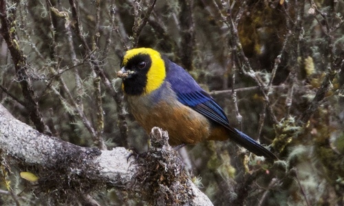Golden-collared Tanager (Iridosornis jelskii), photo 2