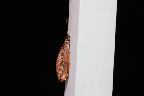 Thyridosmylus fuscus