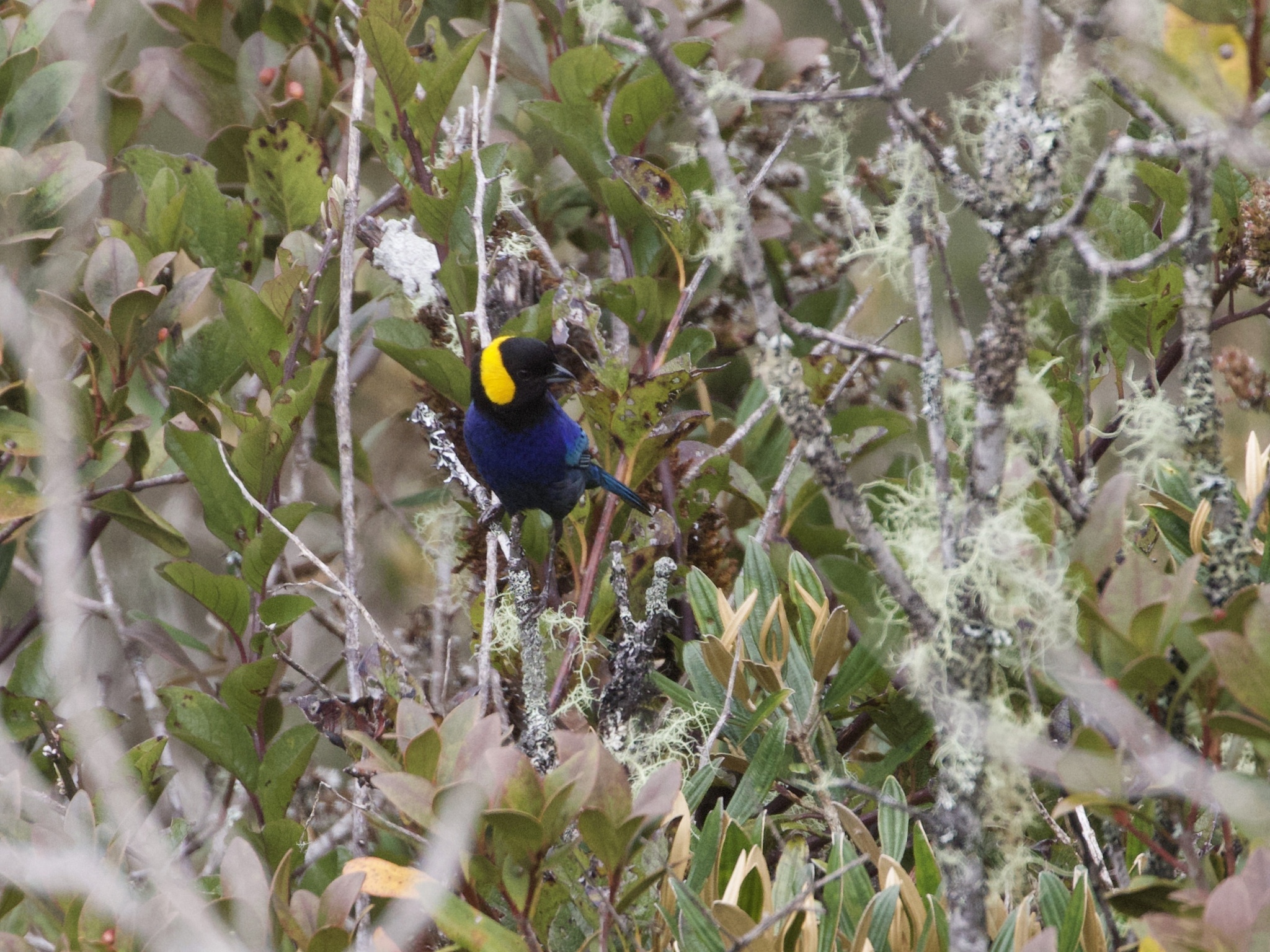 Yellow-scarfed Tanager (Iridosornis reinhardti), photo 3