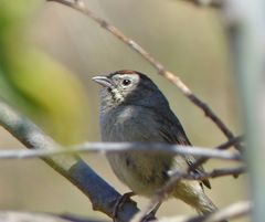 Aimophila ruficeps canescens
