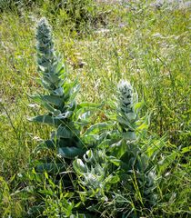 Verbascum mucronatum