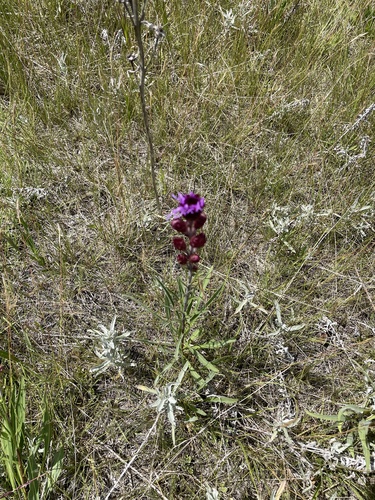 Rocky Mountain blazing star