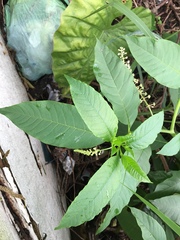 Phytolacca americana
