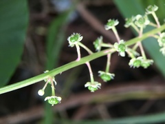 Phytolacca americana