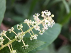 Phytolacca americana