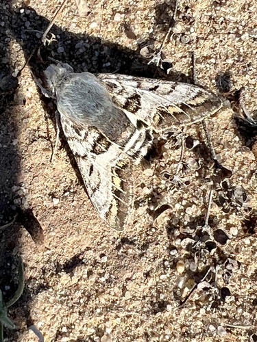 Phaeton Primrose Sphinx photo 5