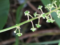 Phytolacca americana