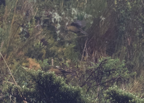 Pardusco (Nephelornis oneilli), photo 6