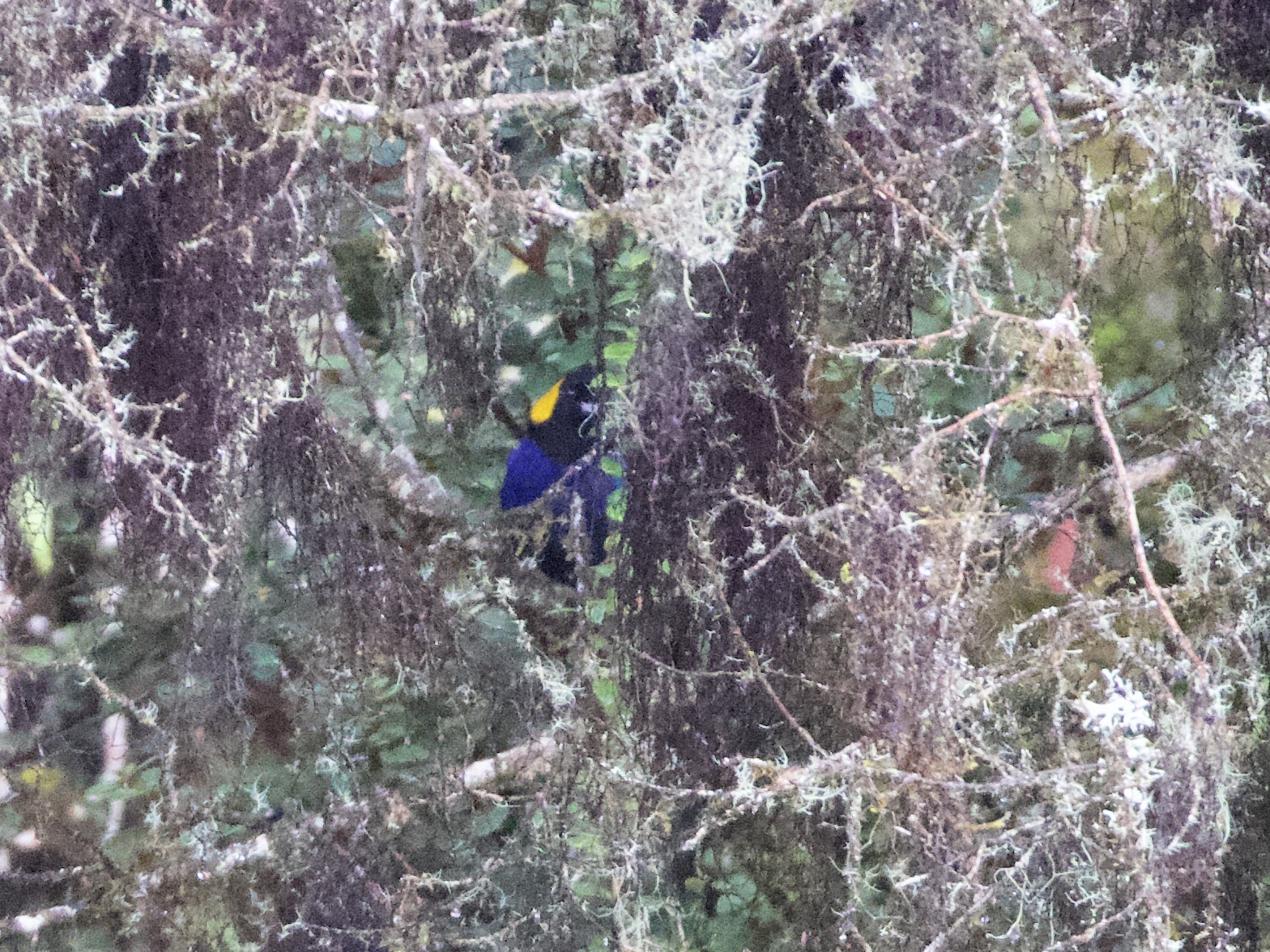 Yellow-scarfed Tanager (Iridosornis reinhardti), photo 2