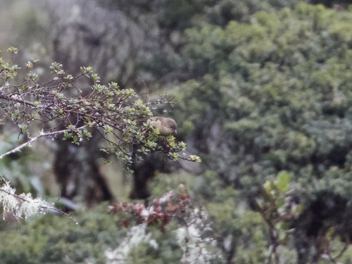 Pardusco (Nephelornis oneilli), photo 5