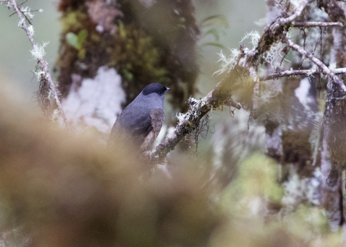 Bay-vented Cotinga (Doliornis sclateri), photo 8