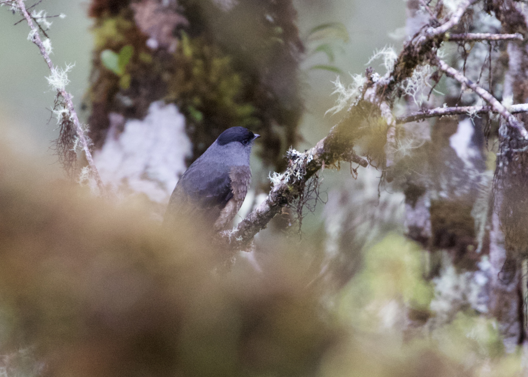 Bay-vented Cotinga (Doliornis sclateri), photo 3