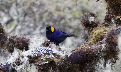 Yellow-scarfed Tanager (Iridosornis reinhardti)