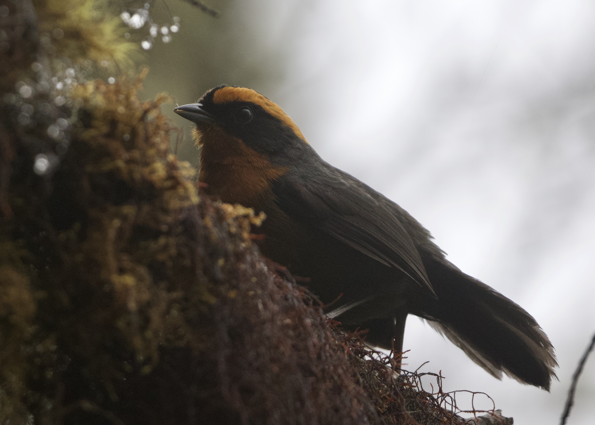 Rufous-browed Hemispingus (Poospiza rufosuperciliaris), photo 1