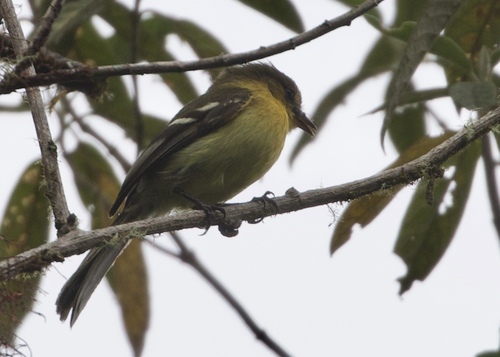 Ochraceous-breasted Flycatcher (Nephelomyias ochraceiventris), photo 3